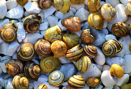 seashells on white stone pebbles thumbnail