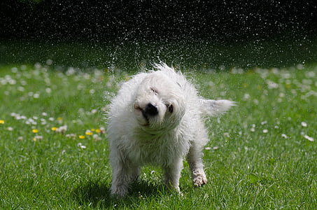 medium-coated white dog waving head at daytime thumbnail