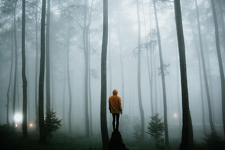 person standing on boulder in foggy forest thumbnail