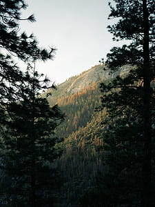 Autumn Trees & Hillside Photo thumbnail