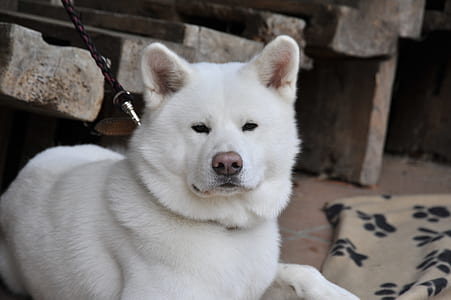 long-coated white dog lying on floor thumbnail