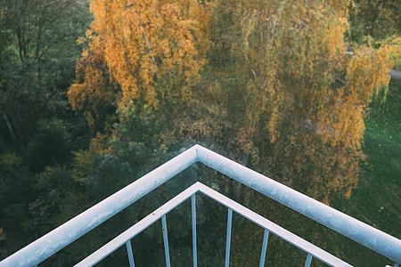 Yellow autumn tree thumbnail