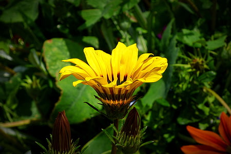 selective focus of yellow petaled flower thumbnail