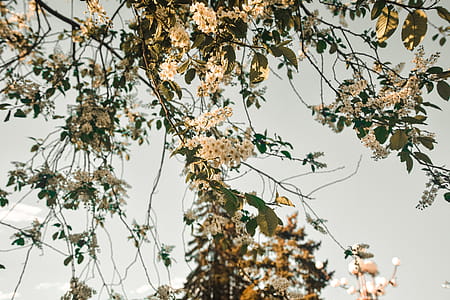 Close-up Photo of White Flowers thumbnail