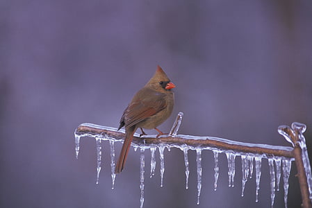 brown bird on brown tree thumbnail