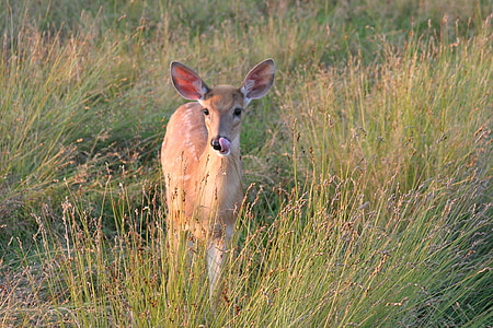 brown deer standing on green grass at daytime thumbnail