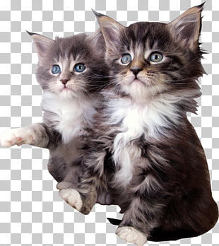 Free Download Maine Coon Kitten Munchkin Cat Pet Sitting Raccoon