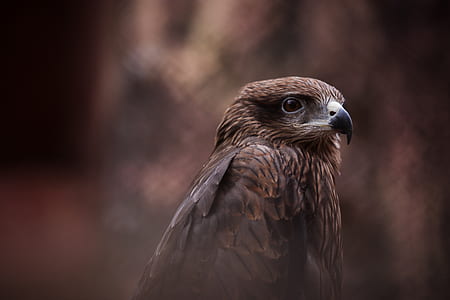 selected focus photo of brown bird thumbnail