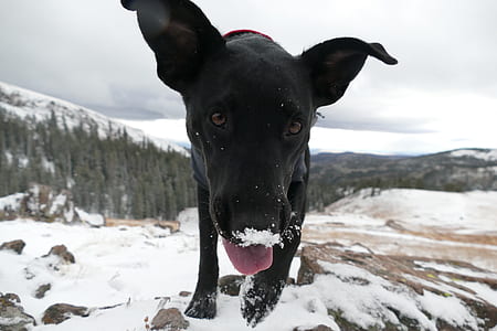 close-up photography of black dog with snow on mouth during daytime thumbnail