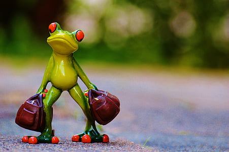 focus photo of red eye tree frog thumbnail