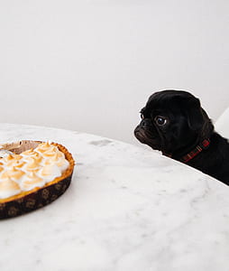 black pug puppy looking at baked marshmallow pastry on white table thumbnail