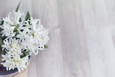 white petaled flowers thumbnail