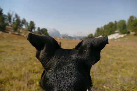 short-coated black dog looking in a green grassfield thumbnail