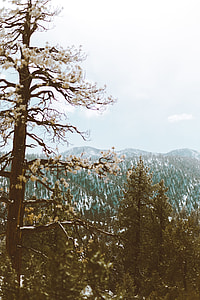 white petaled trees near mountain thumbnail