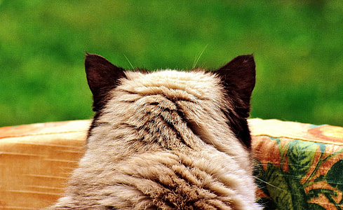 gray and black animal thumbnail