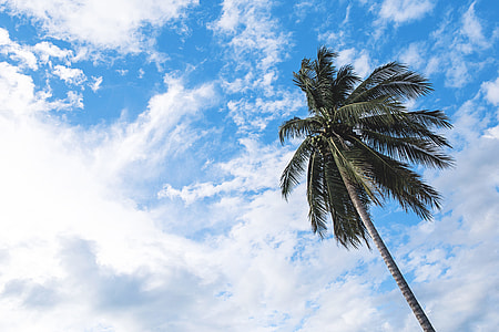 low angled photo of green palm tree thumbnail