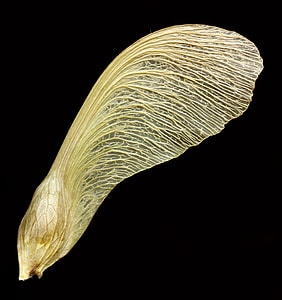 brown animal wing thumbnail