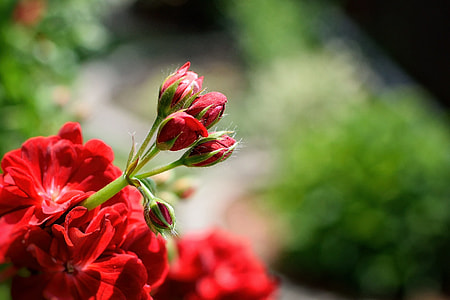 selective focus photography of red flower buds thumbnail