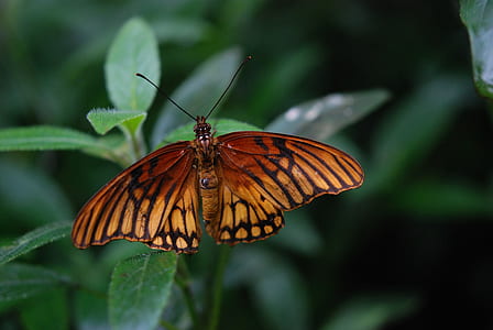 Brown and Black Butterfly on Green Plant during Daytime thumbnail