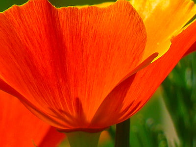 red and yellow flower thumbnail