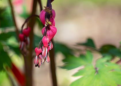 pink bleeding-heart flower in selective focus photography thumbnail