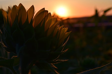 yellow sunflower selective-focus photography thumbnail