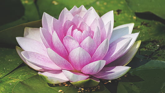 close-up photo pink and white lotus flower thumbnail
