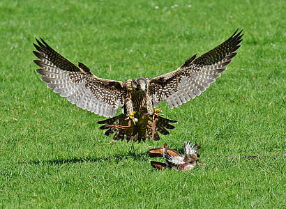 gray and brown hawk thumbnail