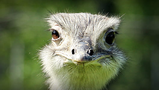 shallow focus photography of ostrich head thumbnail