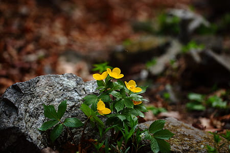 green leaf plant with yellow flowers thumbnail