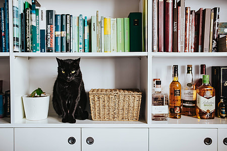 Black cat by a wicker basket on a white bookcase shelf thumbnail