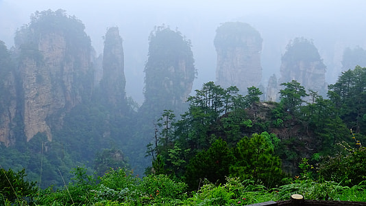 green trees thumbnail