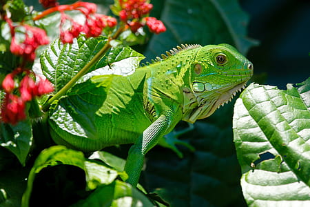 green iguana on flower thumbnail
