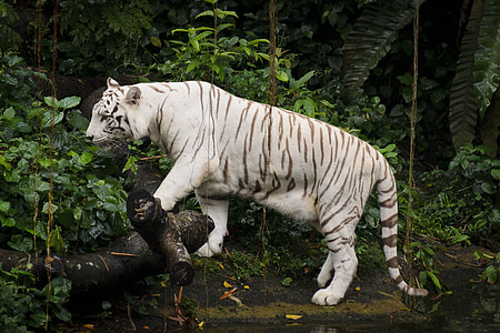 white tiger near body of water thumbnail