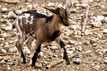 walking brown and black goat kid thumbnail