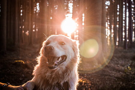adult golden retriever near the trees thumbnail