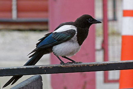 black and white bird on bar thumbnail