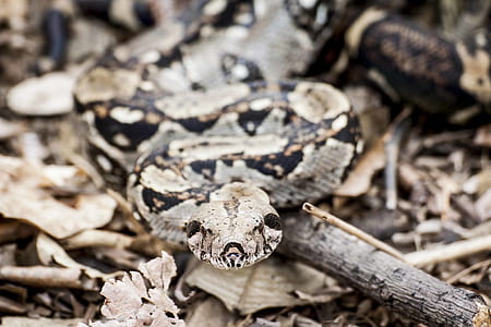Shallow Focus Photography of Python thumbnail