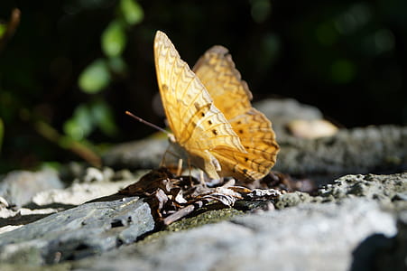insect, butterfly thumbnail