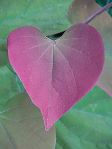 purple leaf focus photography thumbnail