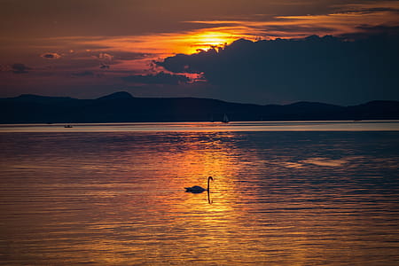 Silhouette Photo of Swan in the Body of Water during Golden Hour thumbnail