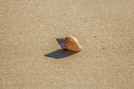 brown seashell on seashore thumbnail