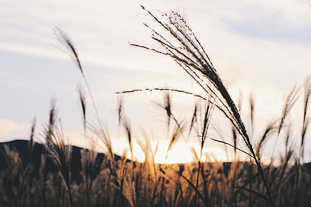 brown rice grain thumbnail