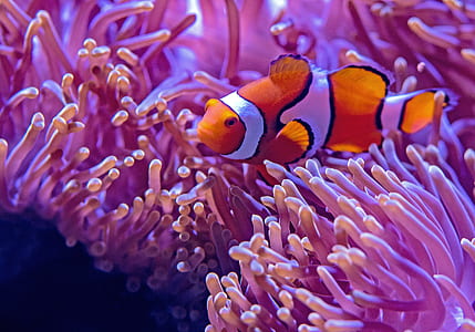 Clown fish near anemone closeup photography thumbnail