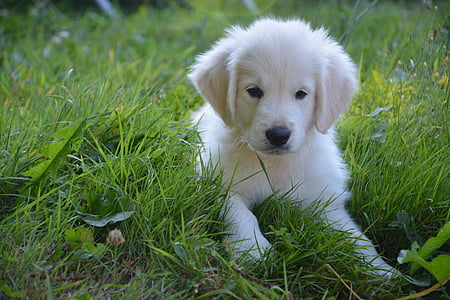 golden retriever puppy on green grass thumbnail