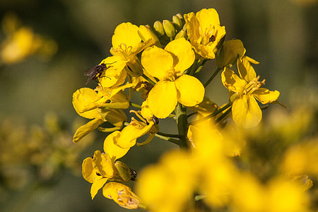 Oilseed Rape, Agricultural Operation thumbnail