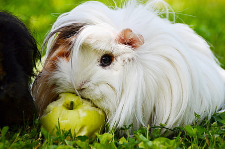 long-haired guinea pig eating apple thumbnail