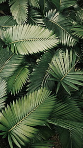 green leaf plants thumbnail