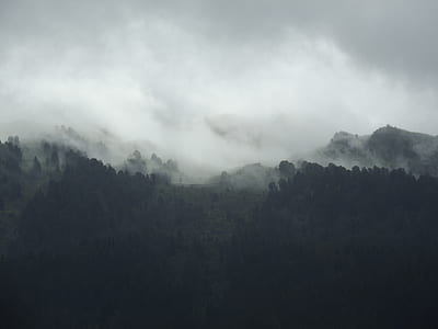 tall trees under foggy weather thumbnail
