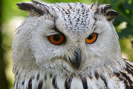 white and black owl thumbnail